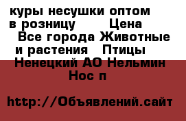 куры несушки.оптом 170 в розницу 200 › Цена ­ 200 - Все города Животные и растения » Птицы   . Ненецкий АО,Нельмин Нос п.